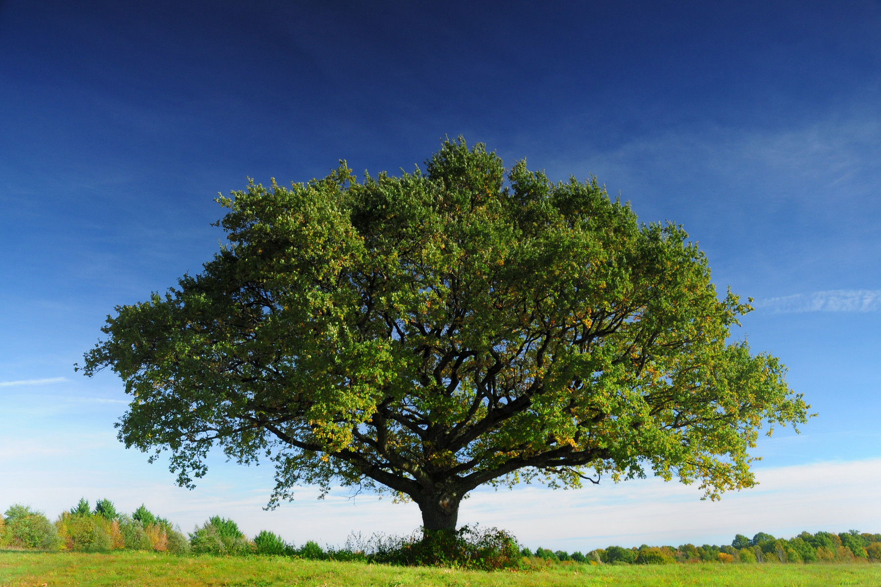 Image d'un arbre symbolique